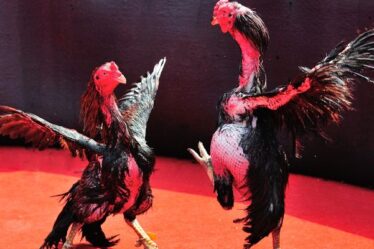 To have a quality fighting cock, proper care is indispensable.