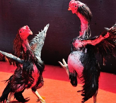 To have a quality fighting cock, proper care is indispensable.