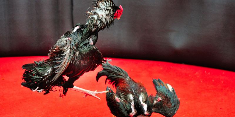 The Future of Fighting Cock Breeding