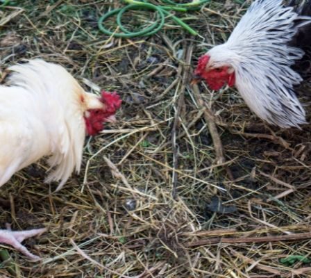 Factors that determine professionalism in cockfighting