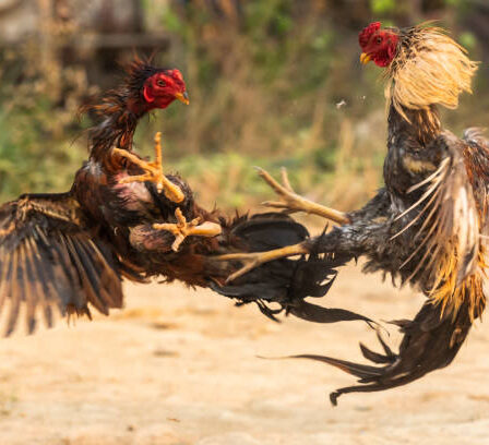 Here are some important aspects of cockfighting culture: